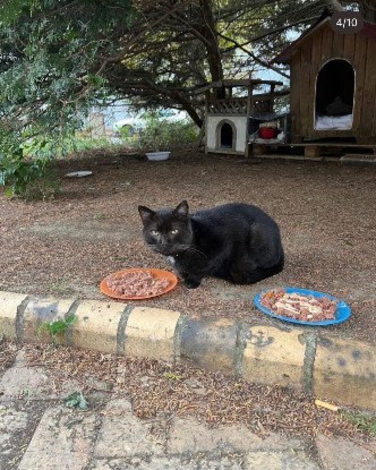Adoption Tibo