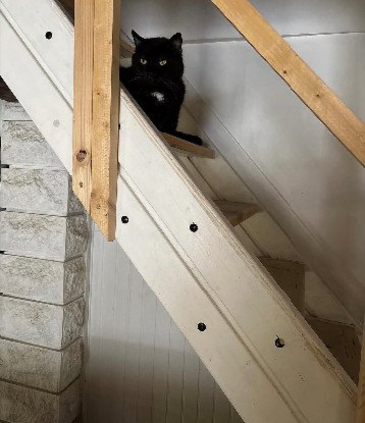 Adoption Tibo