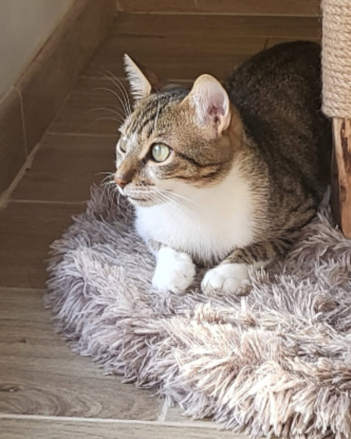 Adoption Ticoeur