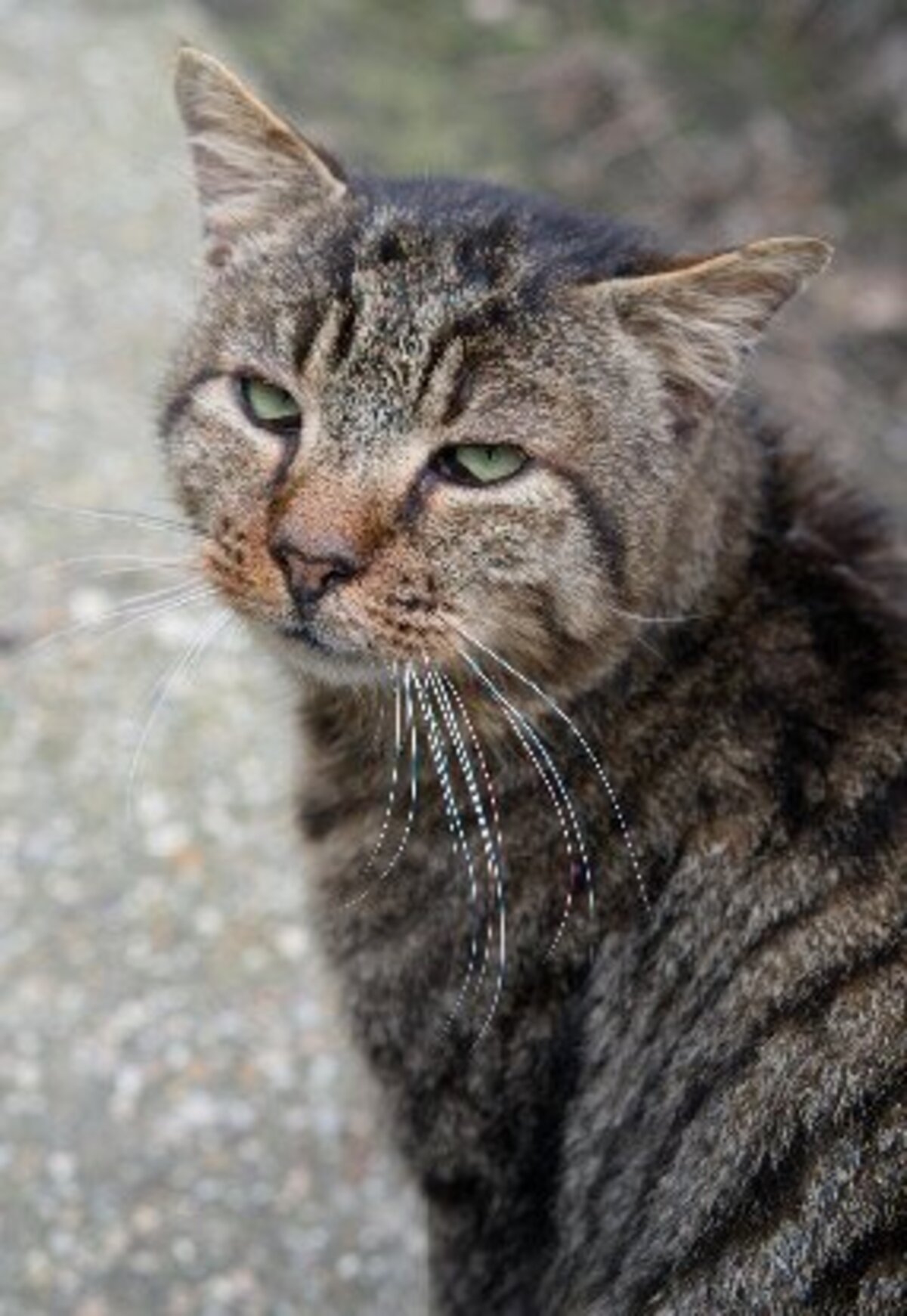 Adoption Tiger