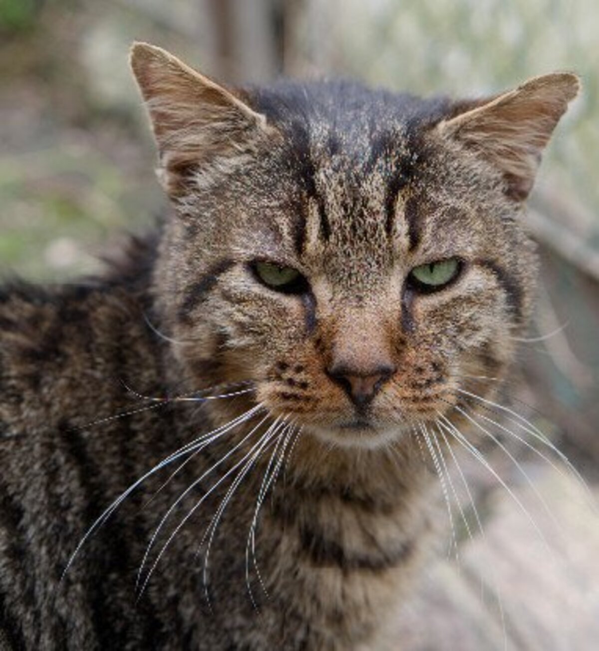 Adoption Tiger