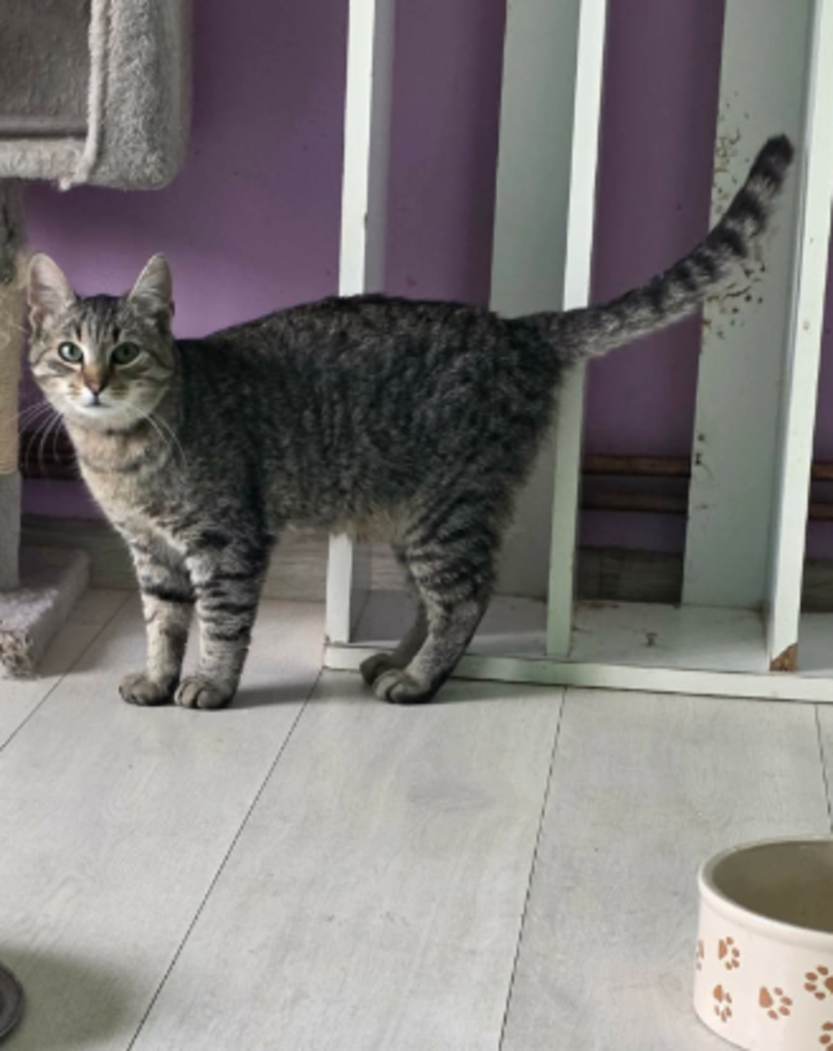 Adoption Tiger