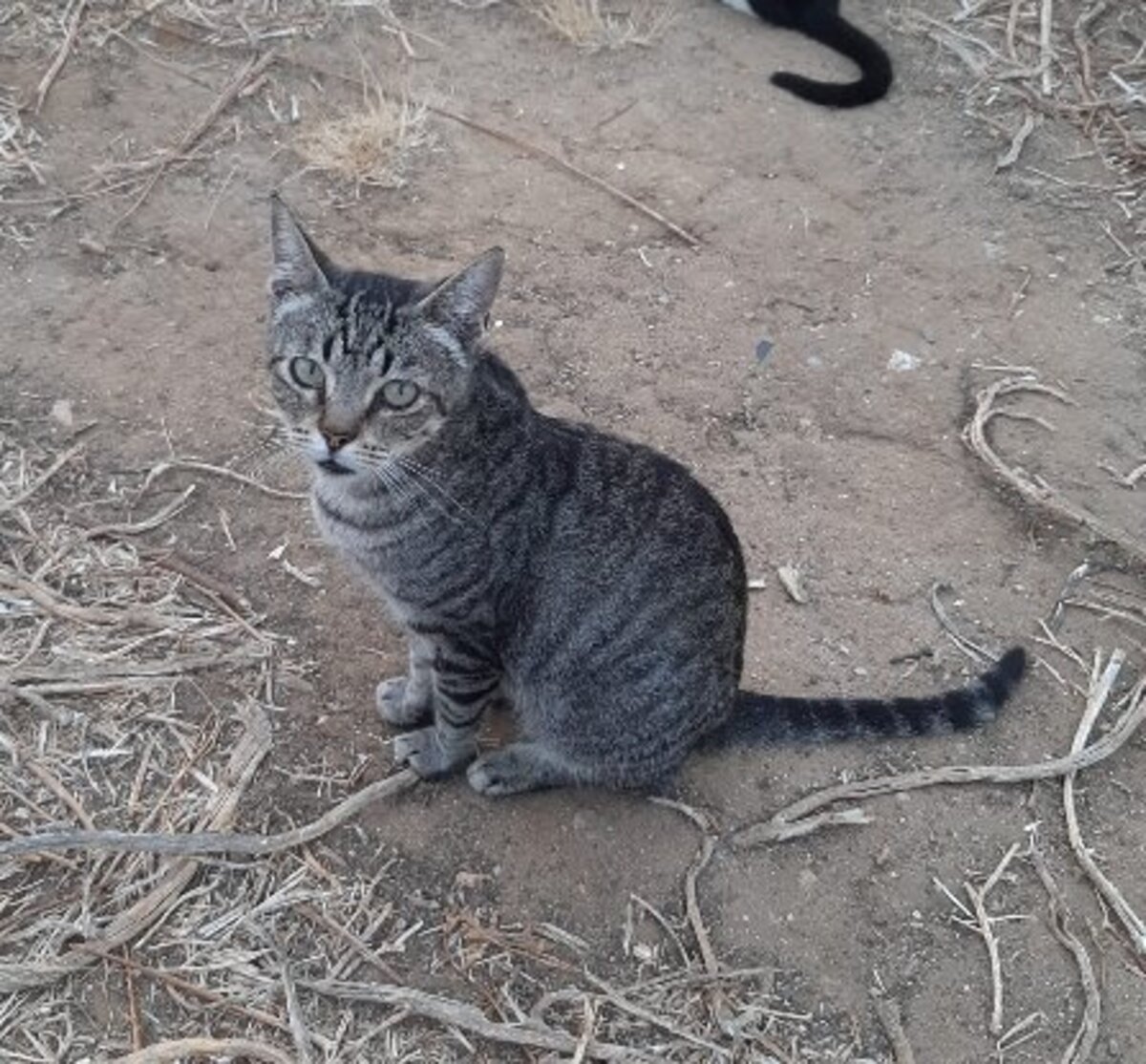 Adoption Tigre