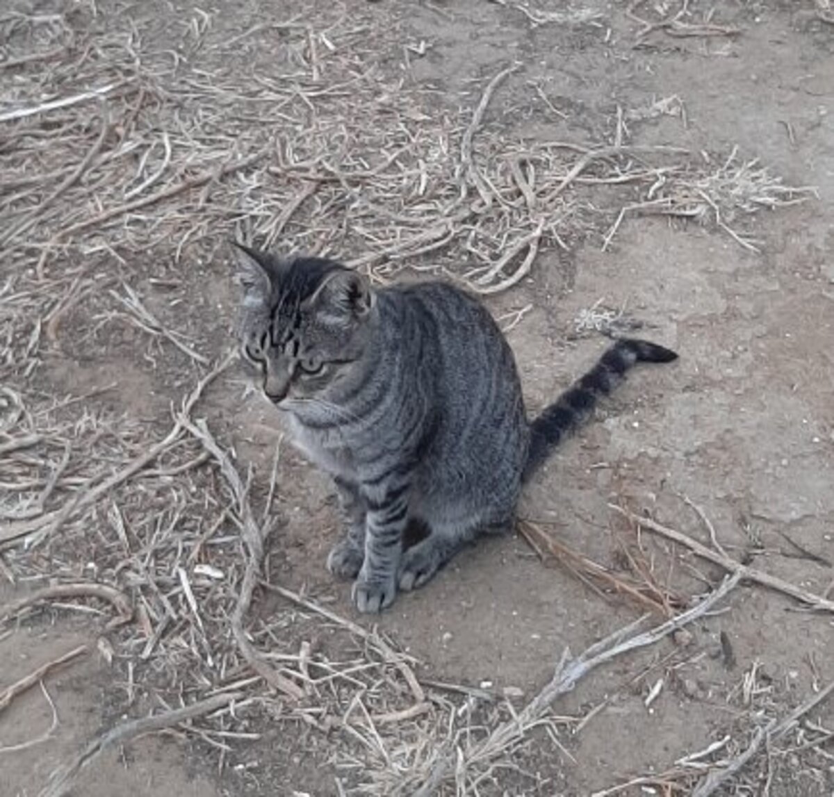 Adoption Tigre