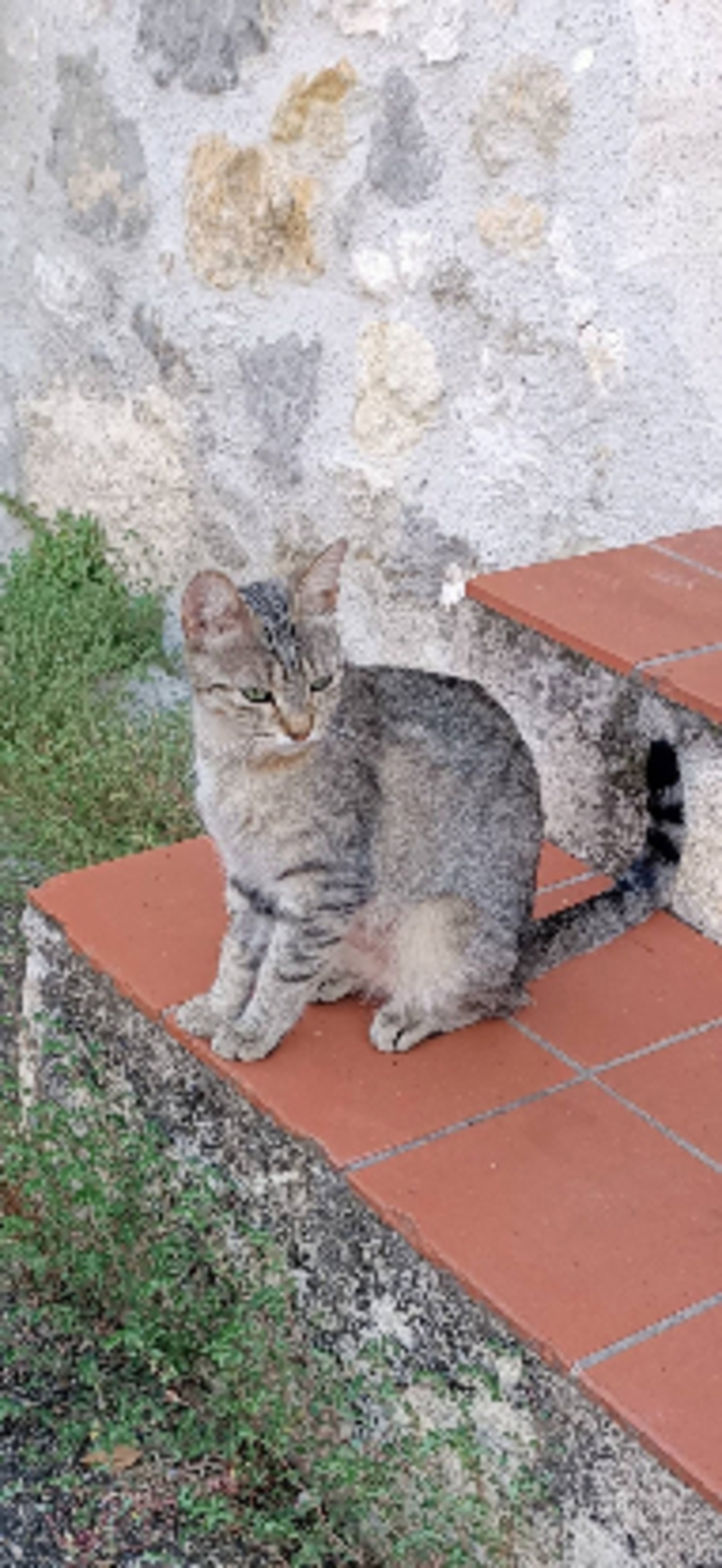 Adoption Tigresse