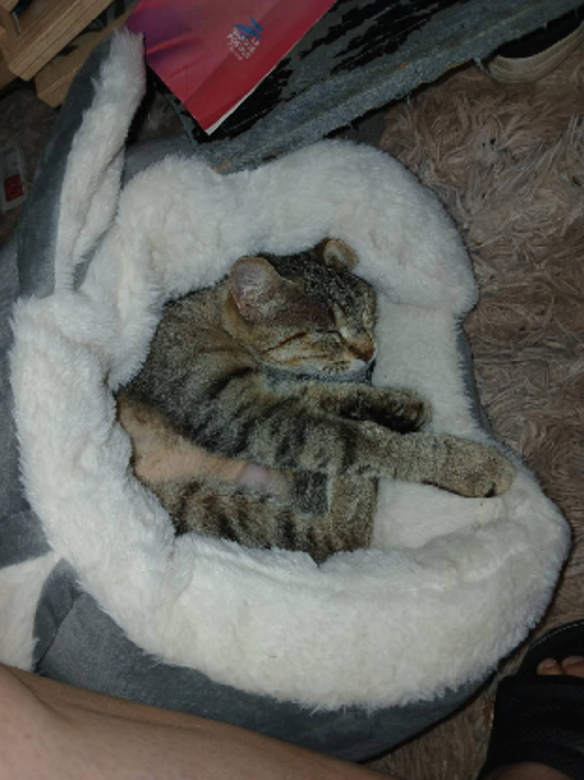 Adoption Tigresse
