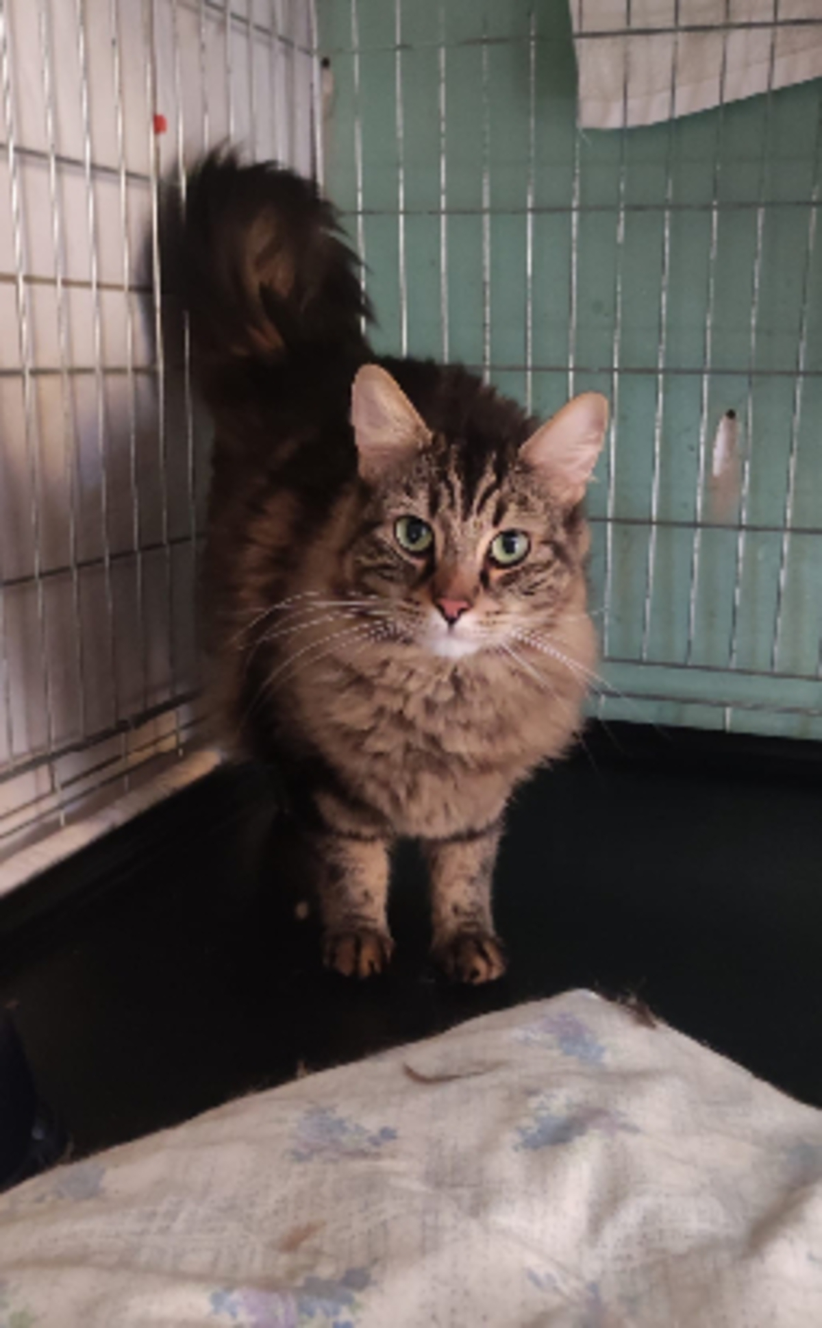 Adoption Tigrou 2