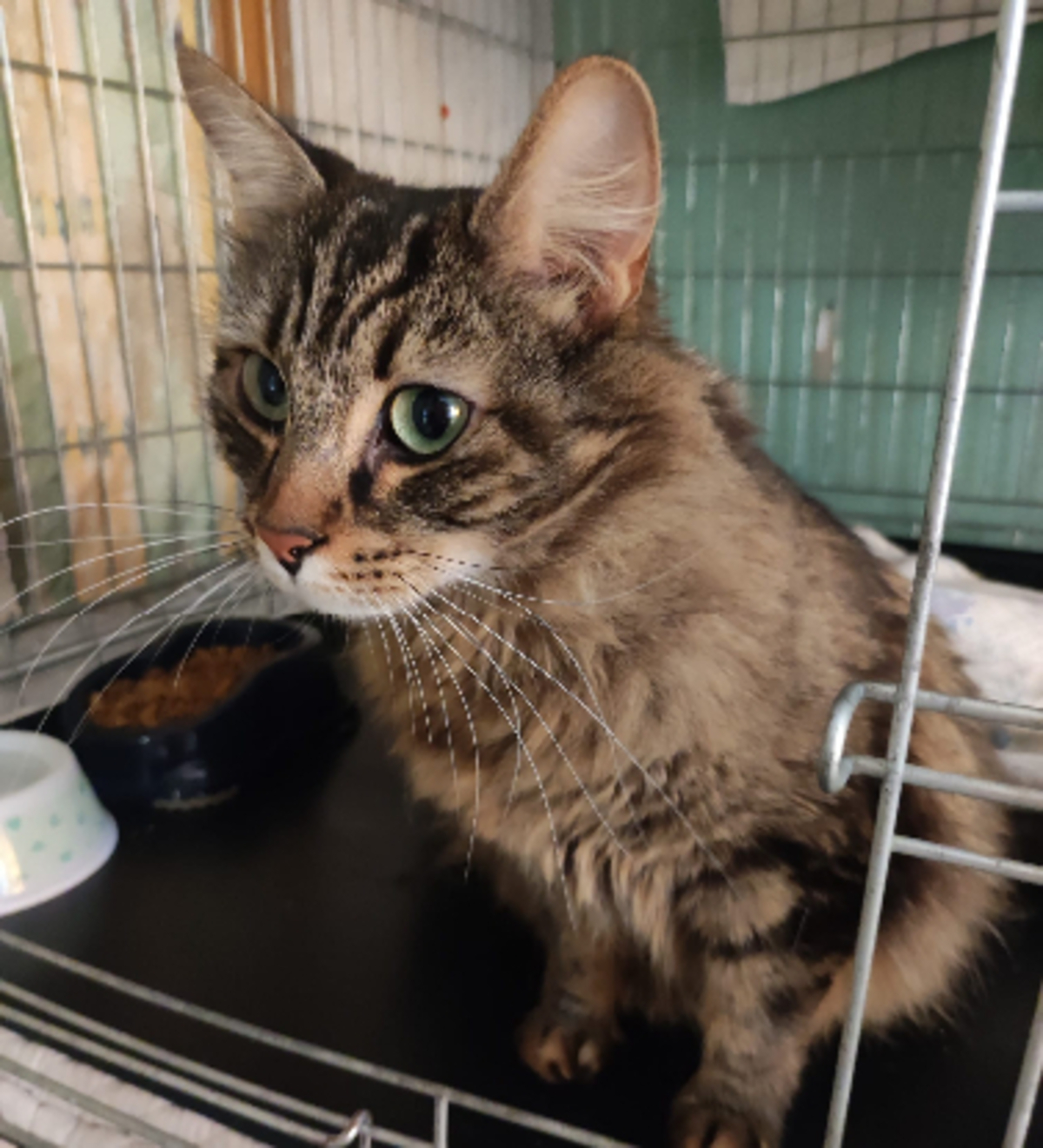 Adoption Tigrou 2