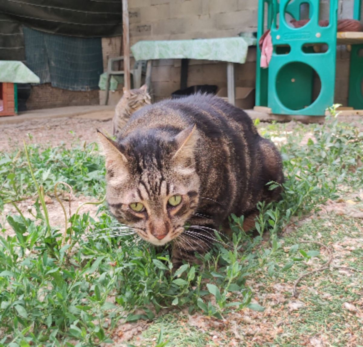 Adoption Tigrou