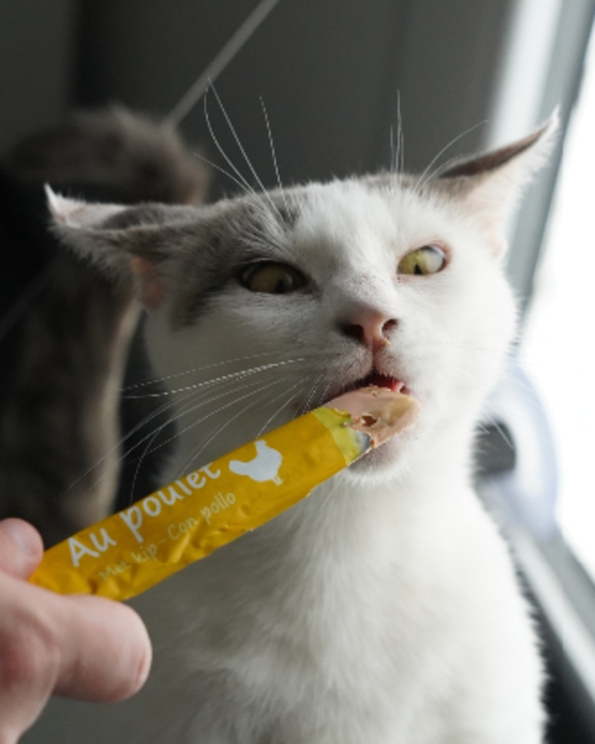 Adoption Tofort