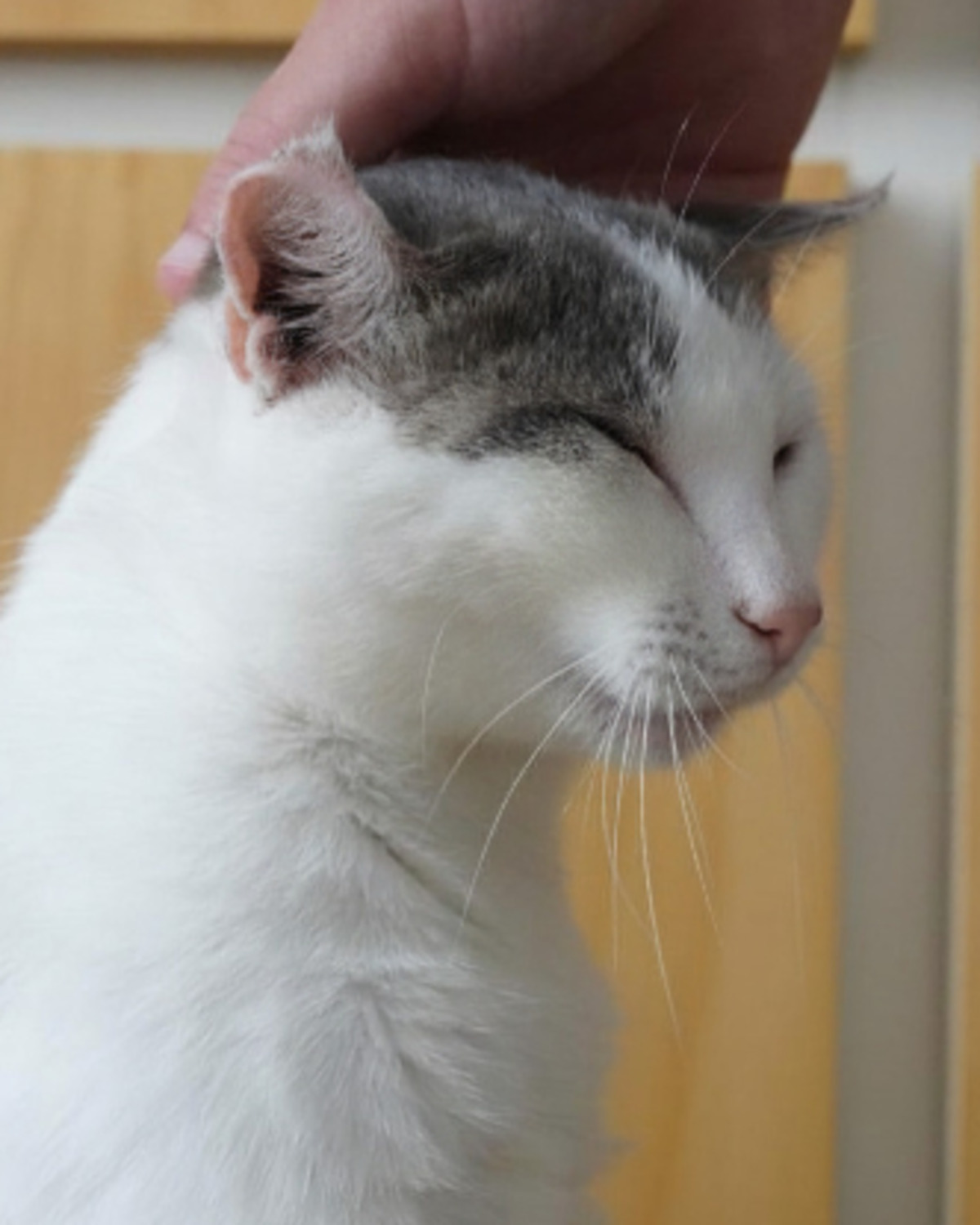 Adoption Tofort