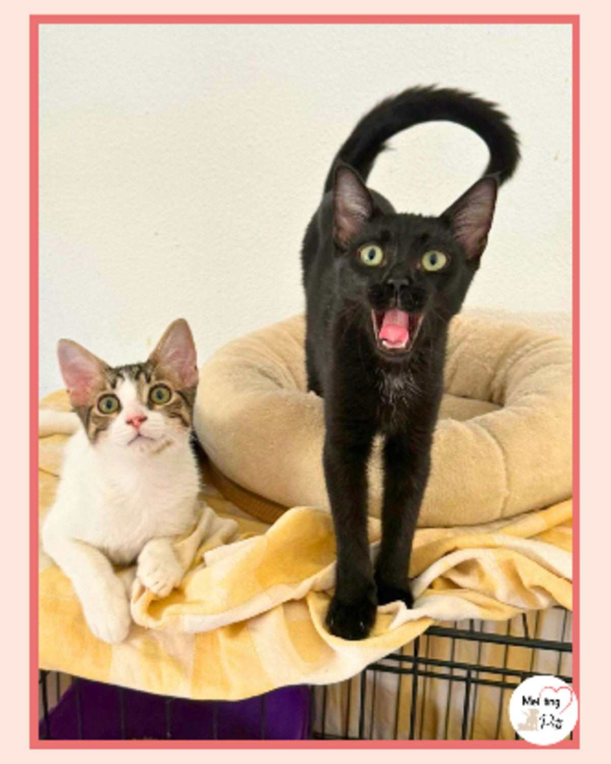Adoption Tofu