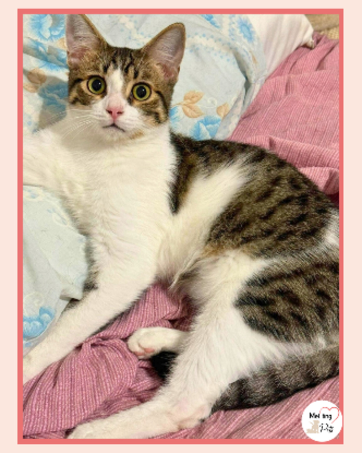 Adoption Tofu