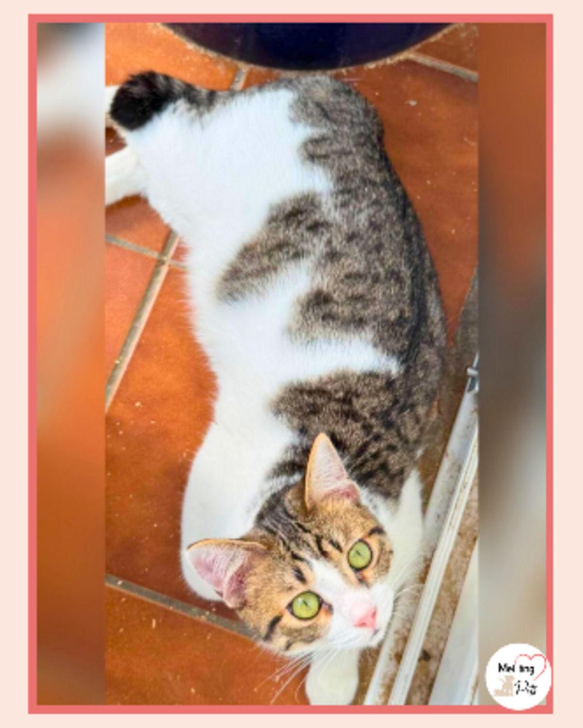 Adoption Tofu
