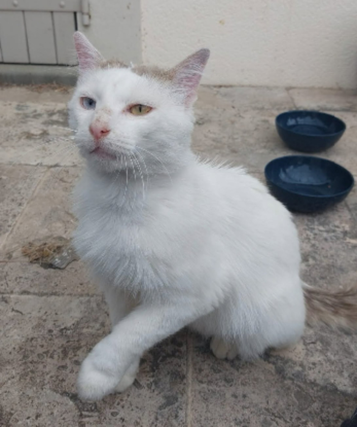 Adoption Tok