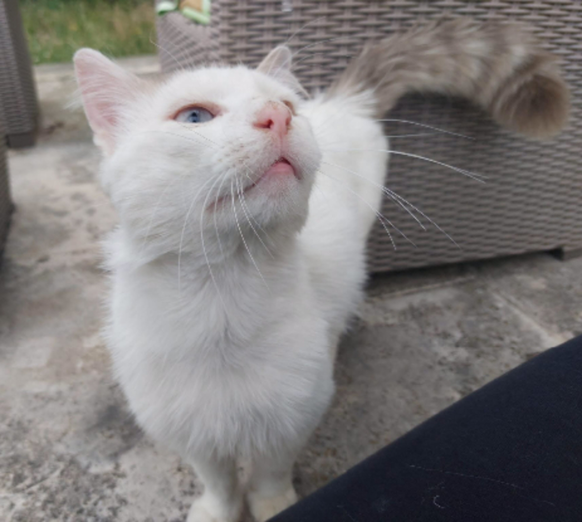 Adoption Tok