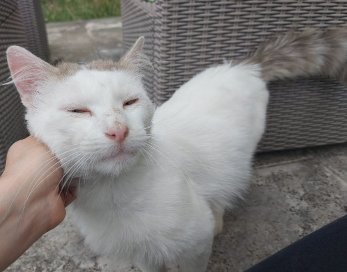 Adoption Tok