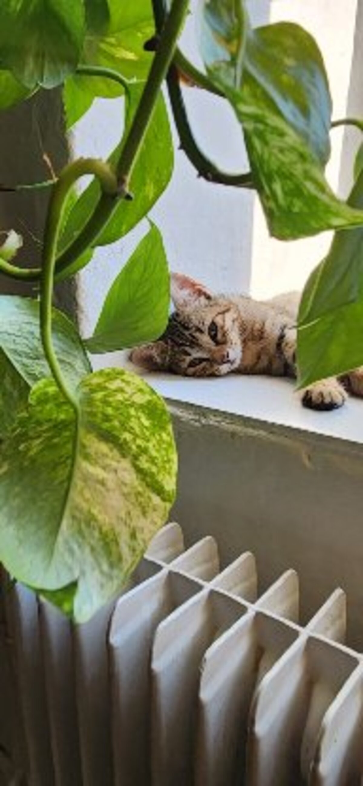 Adoption Tomi