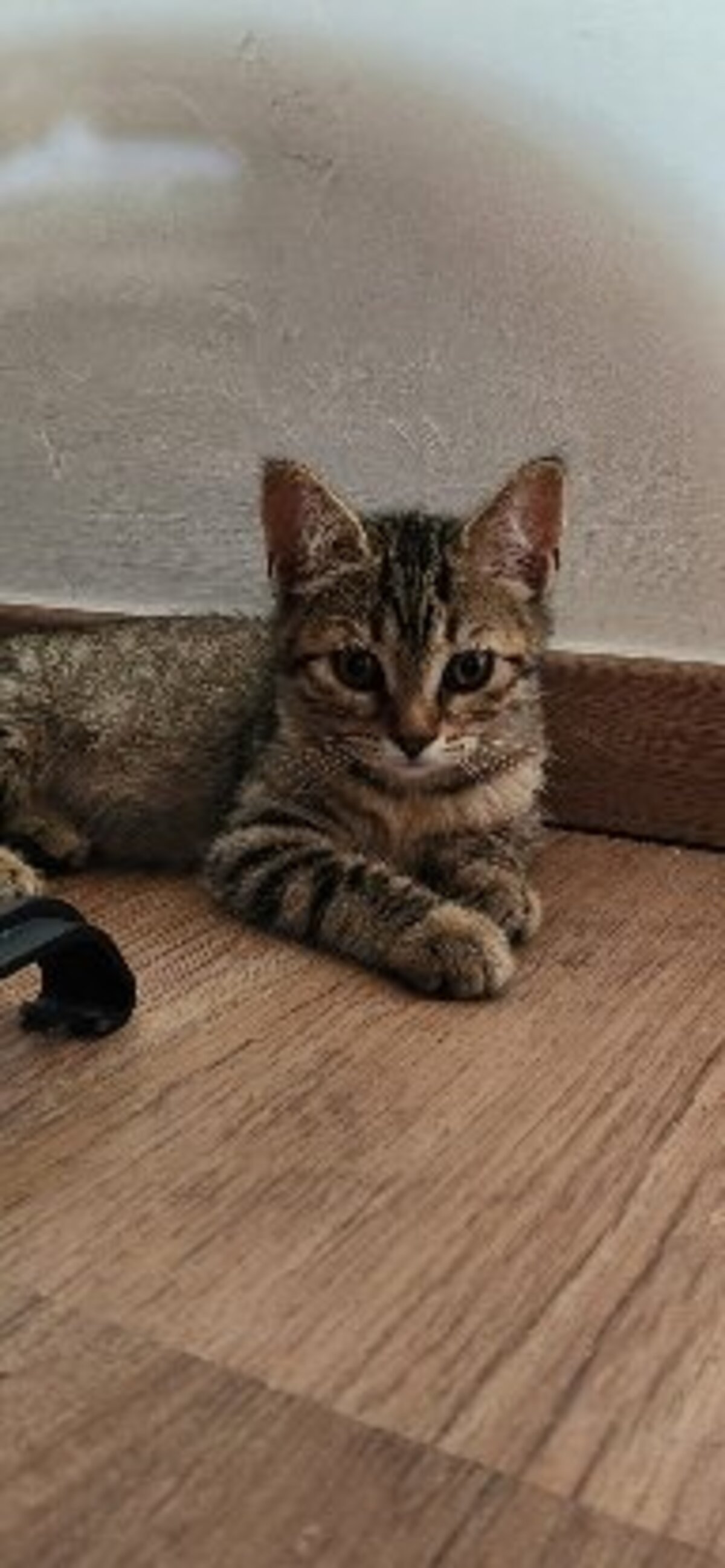 Adoption Tomi