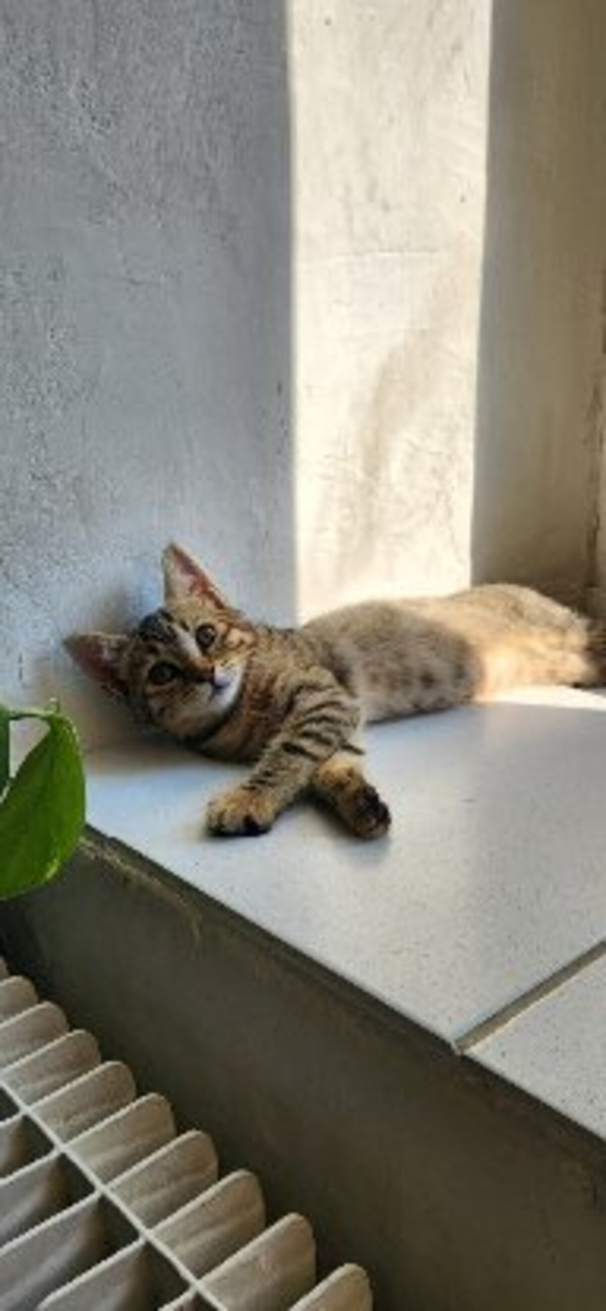 Adoption Tomi