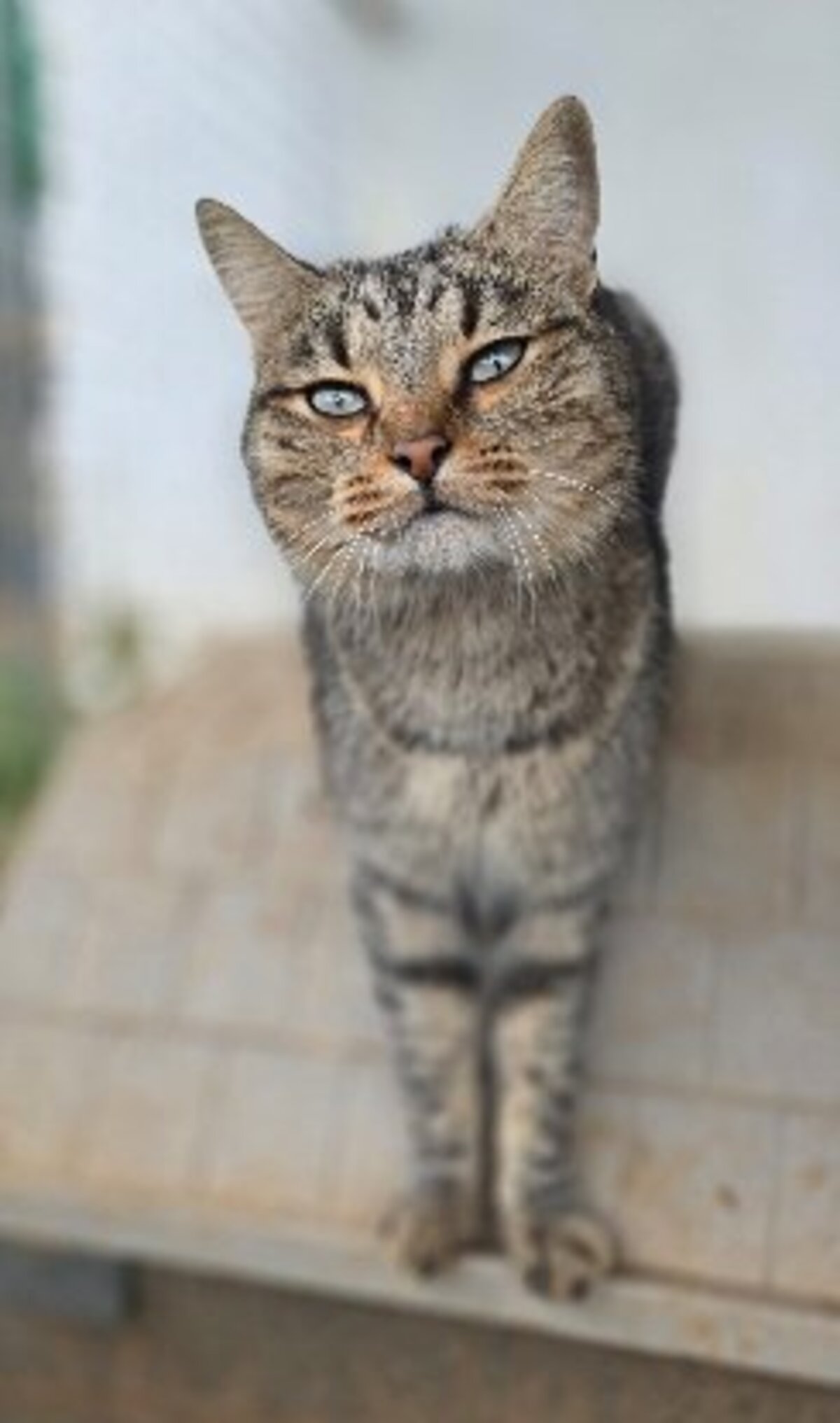 Adoption Toni