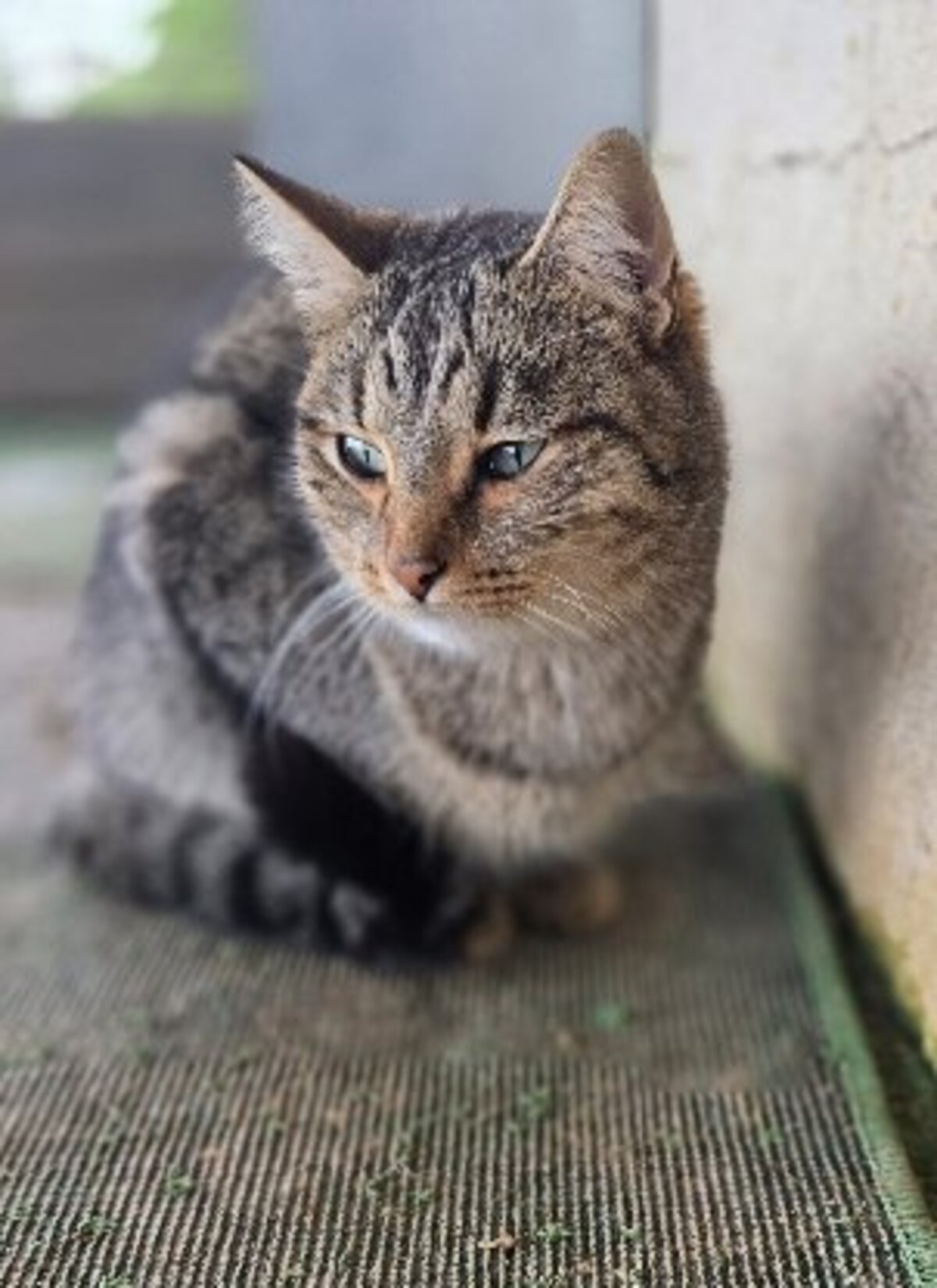 Adoption Toni