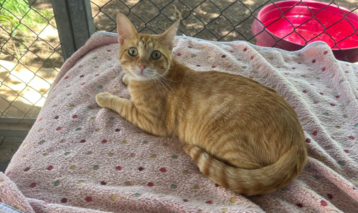 Adoption Tony