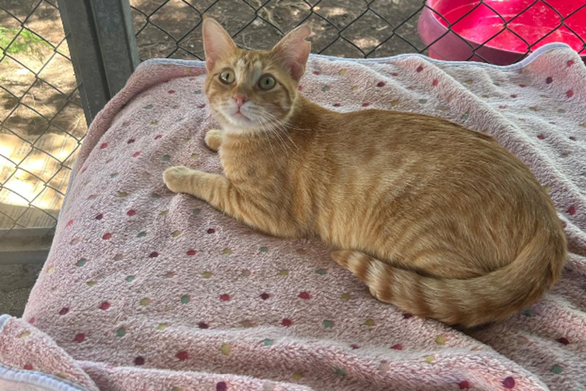 Adoption Tony