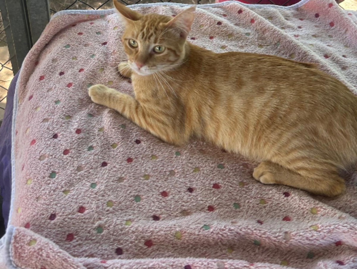 Adoption Tony