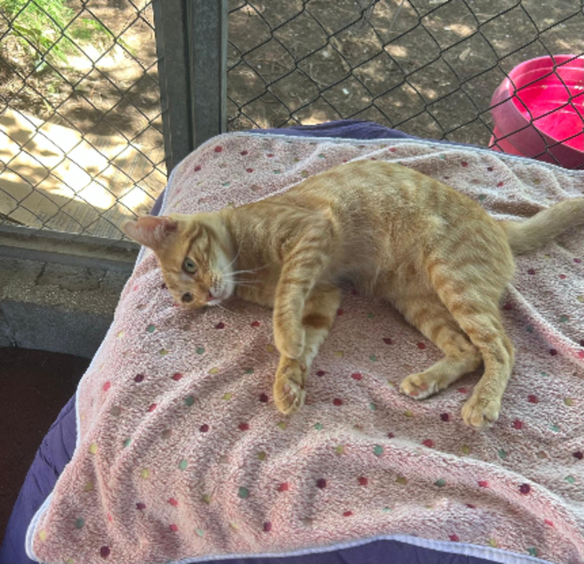 Adoption Tony