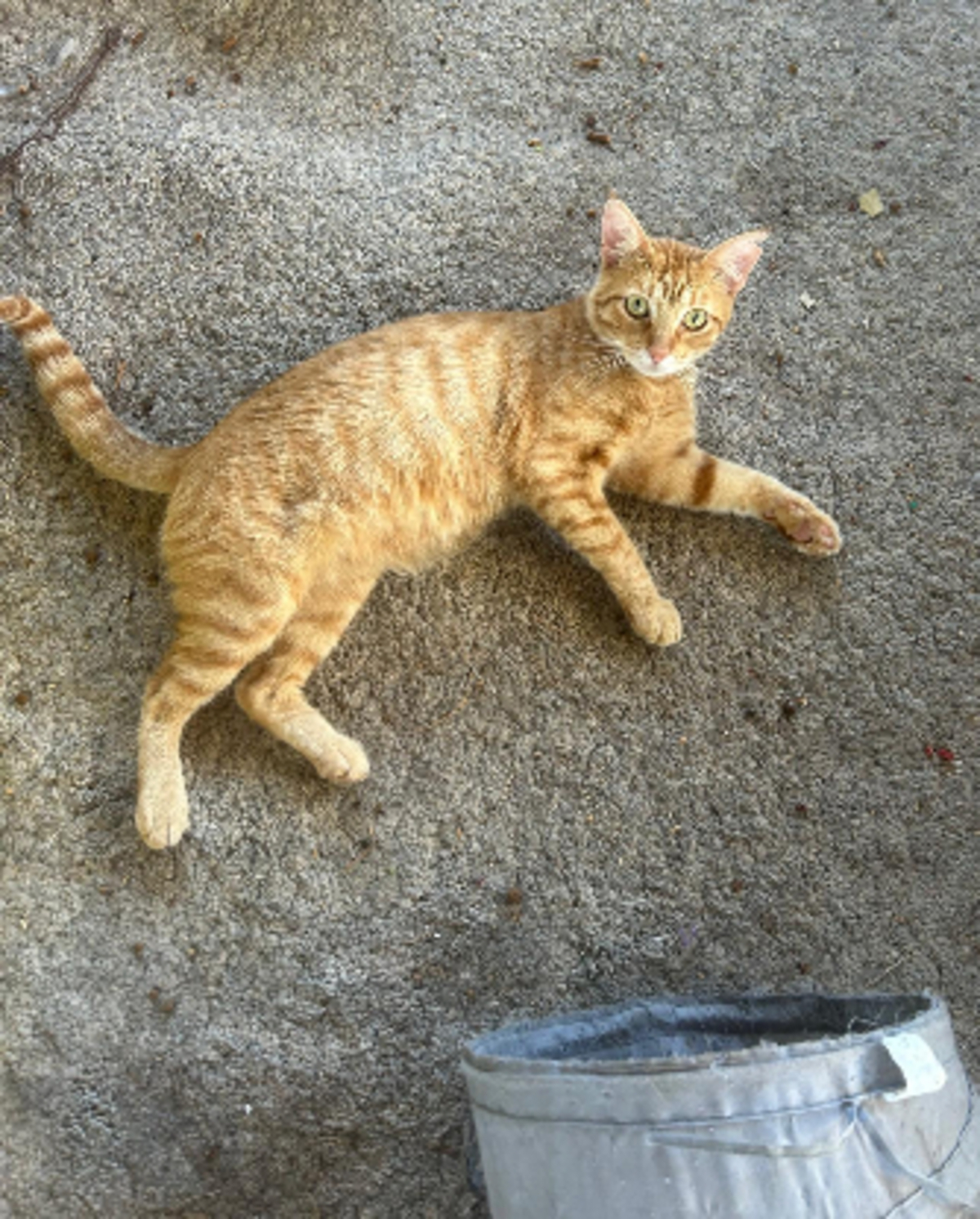 Adoption Tony