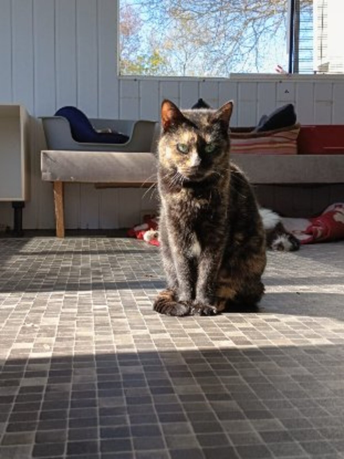 Adoption Torphée