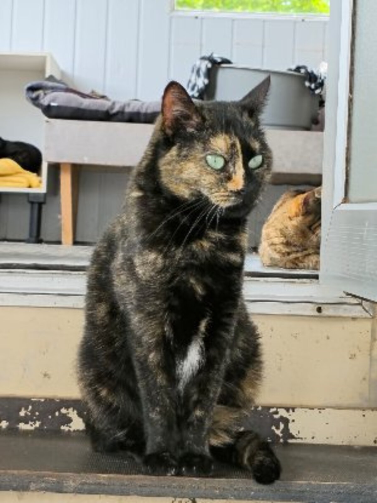 Adoption Torphée