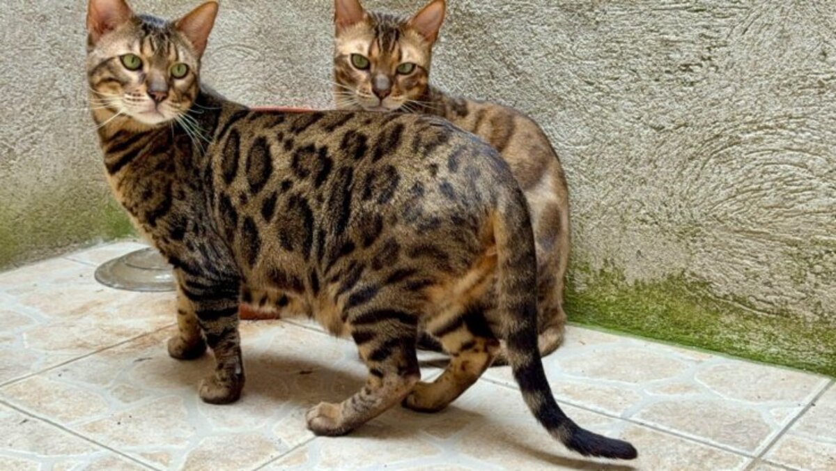 Adoption Trevor et topaze