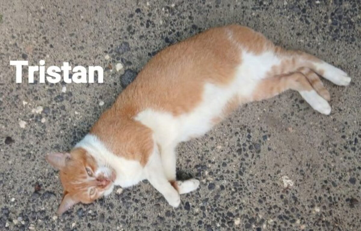 Adoption Tristan