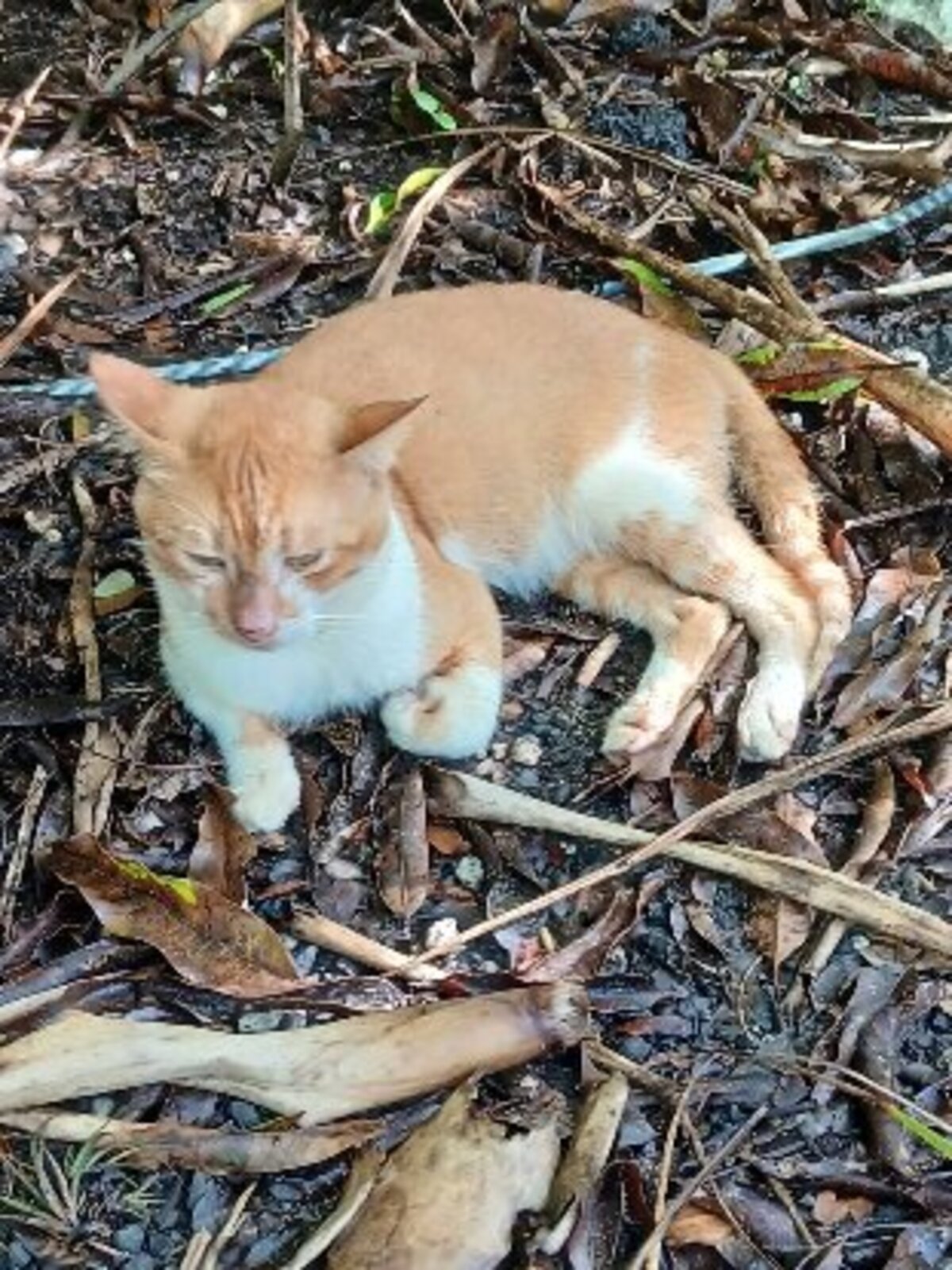 Adoption Tristan