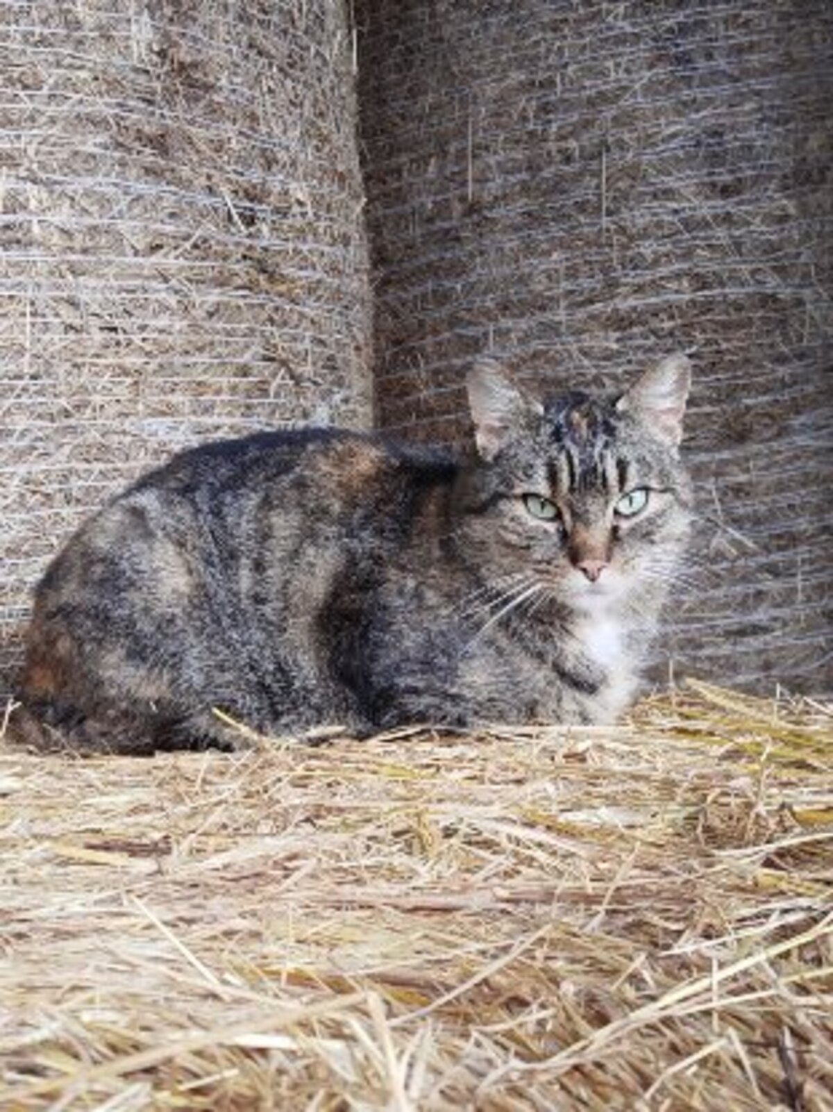 Adoption Tupi
