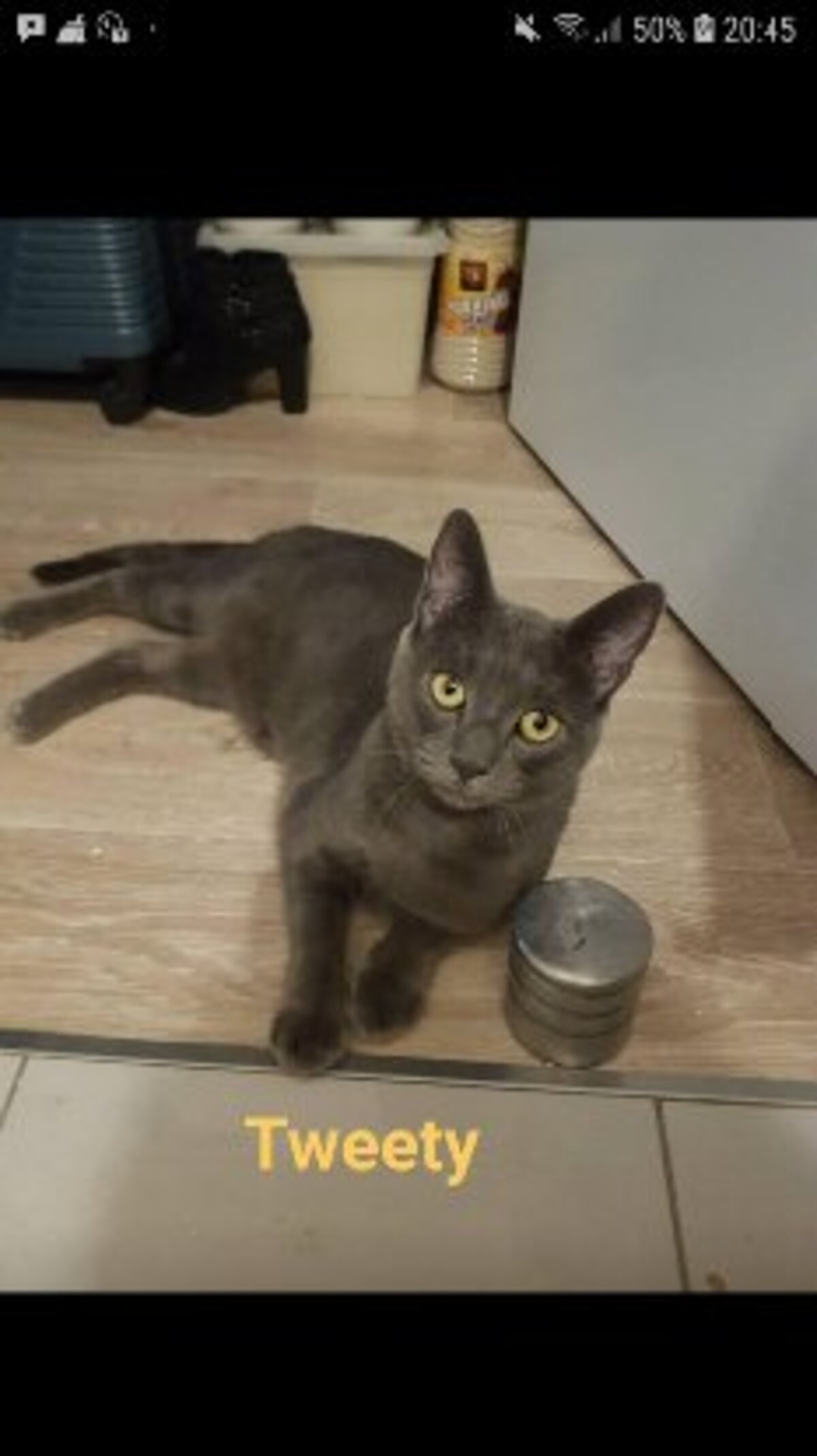 Adoption Tweety