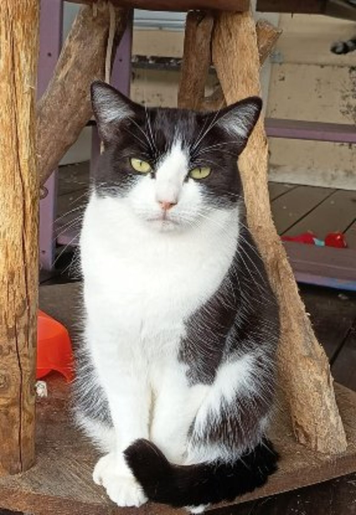 Adoption Uby