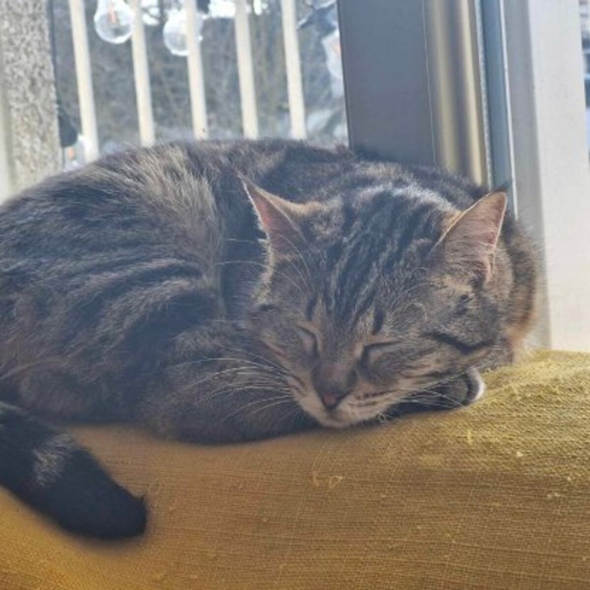 Adoption Udelali