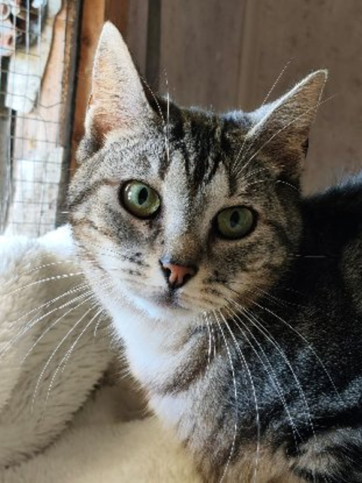 Adoption Uistiti