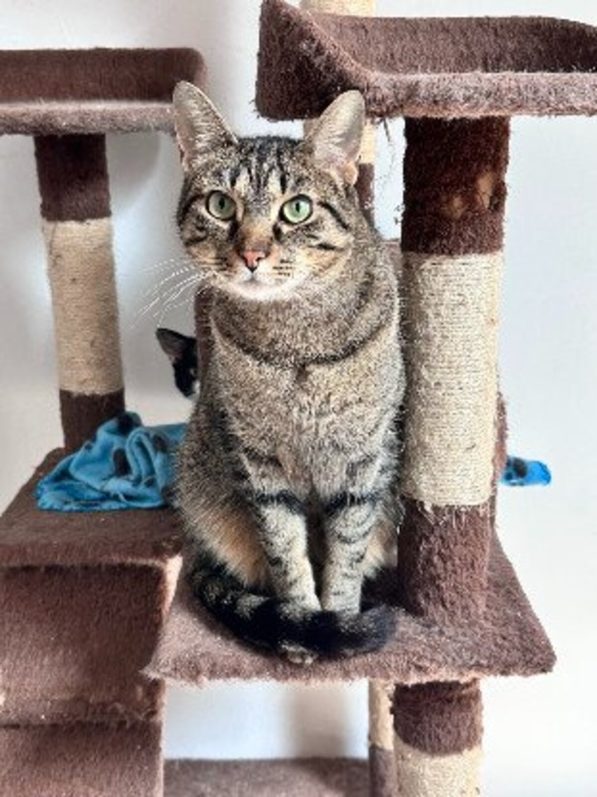 Adoption Uno