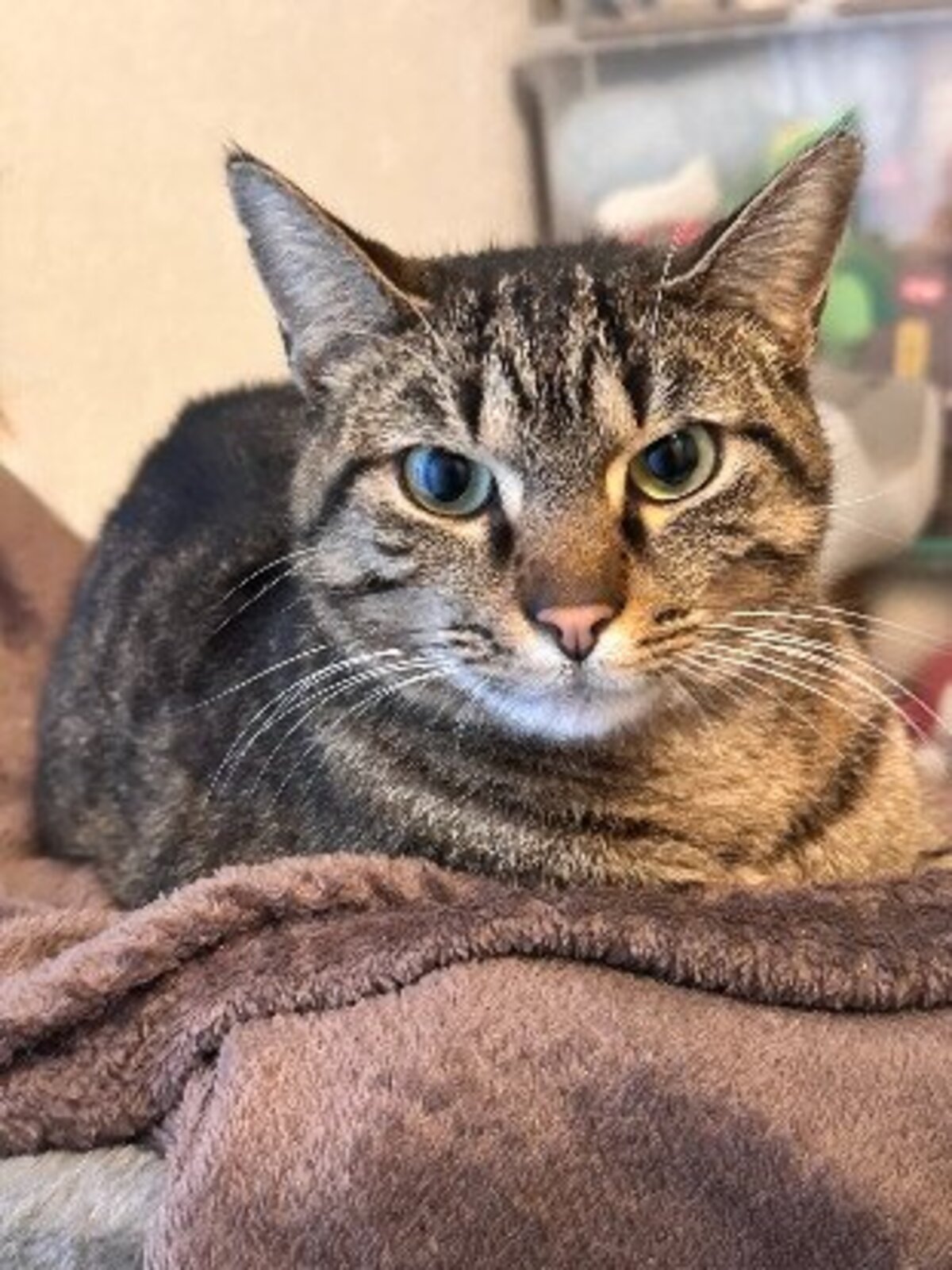 Adoption Uno