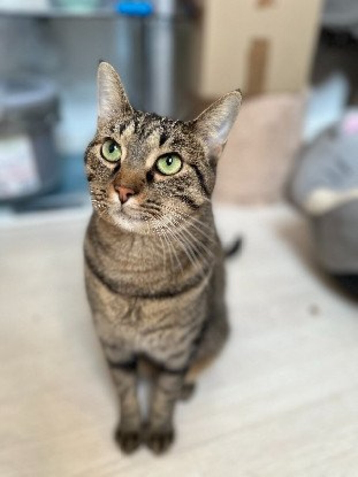 Adoption Uno