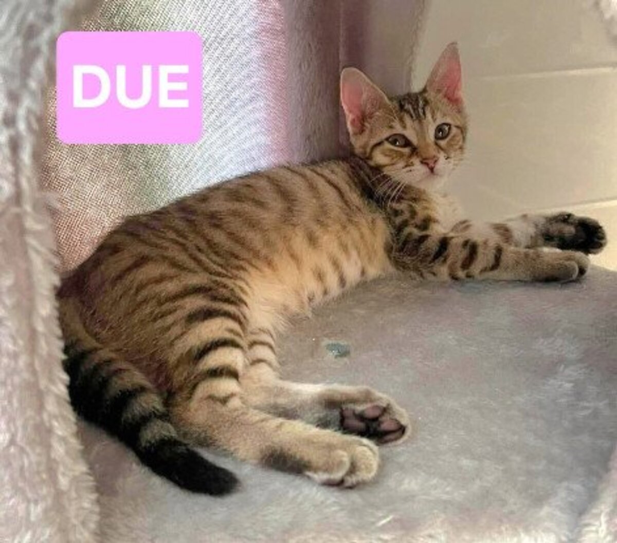 Adoption Uno / due / tre / quattro / cinque