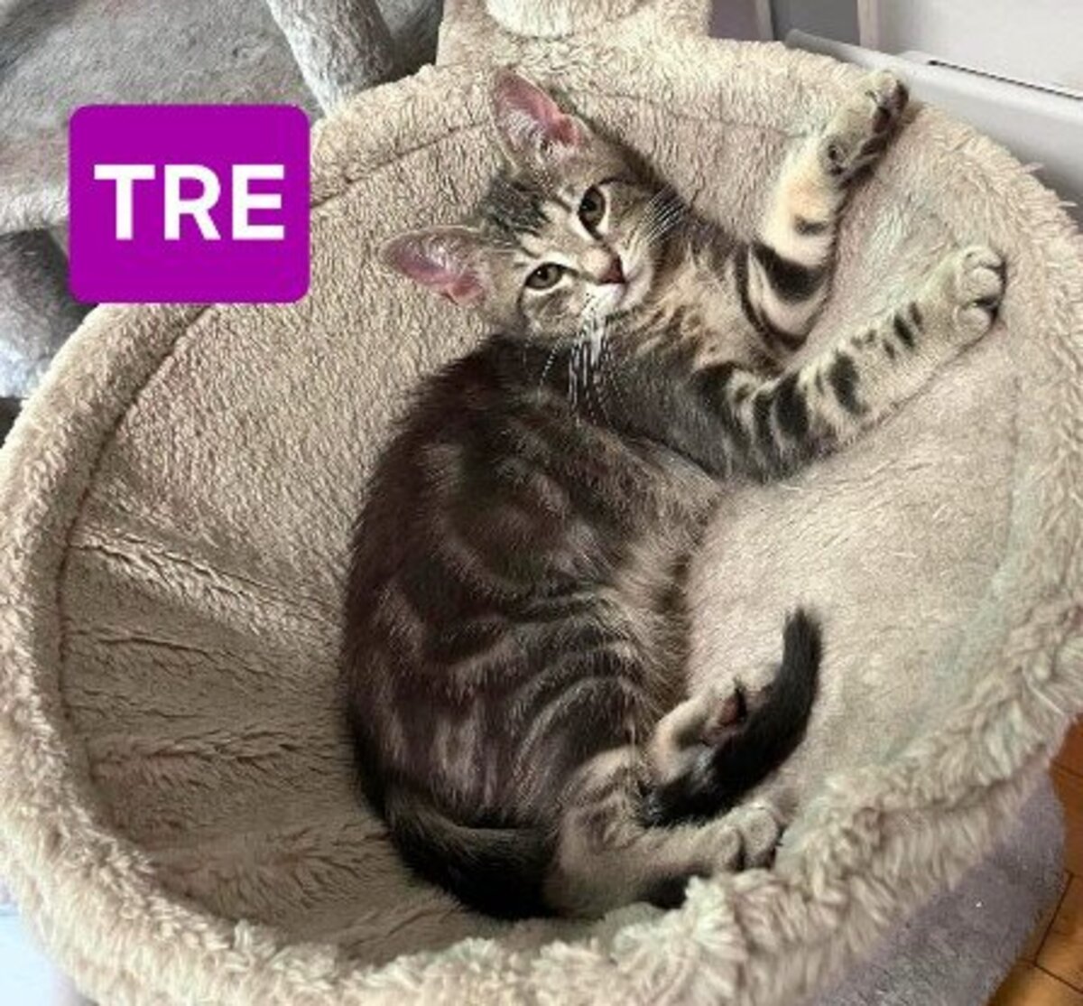 Adoption Uno / due / tre / quattro / cinque