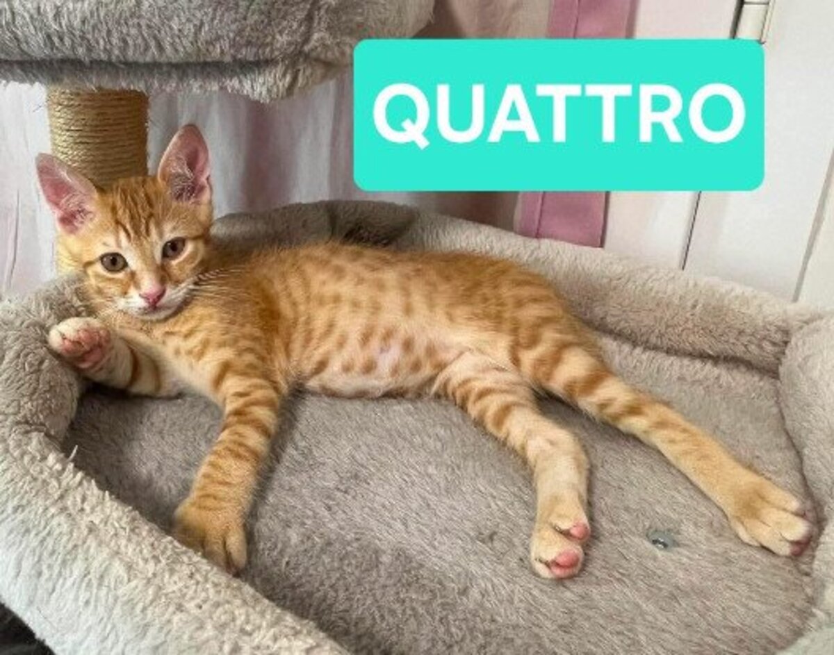Adoption Uno / due / tre / quattro / cinque