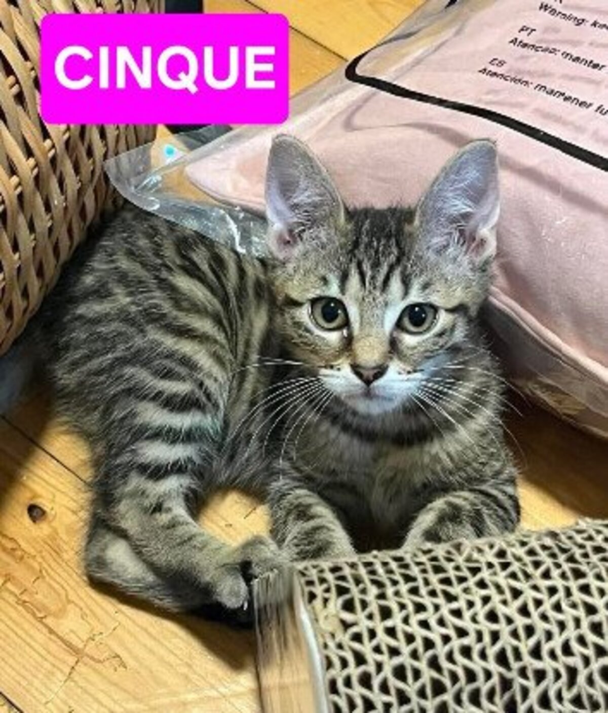 Adoption Uno / due / tre / quattro / cinque