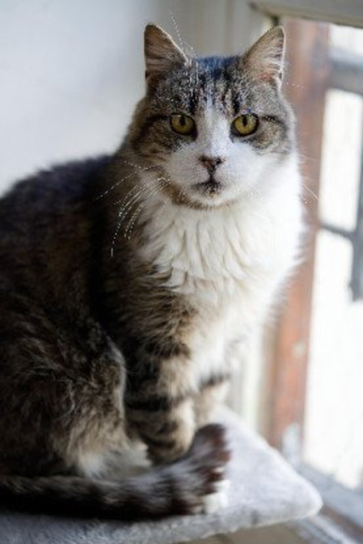 Adoption Vagabond