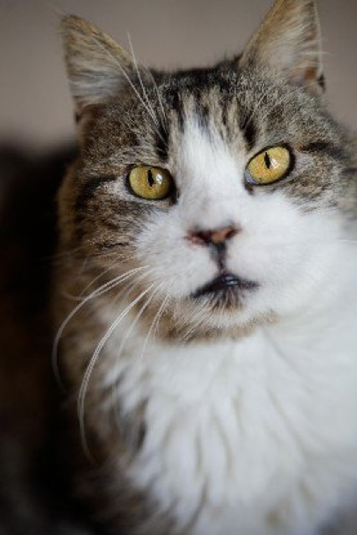 Adoption Vagabond